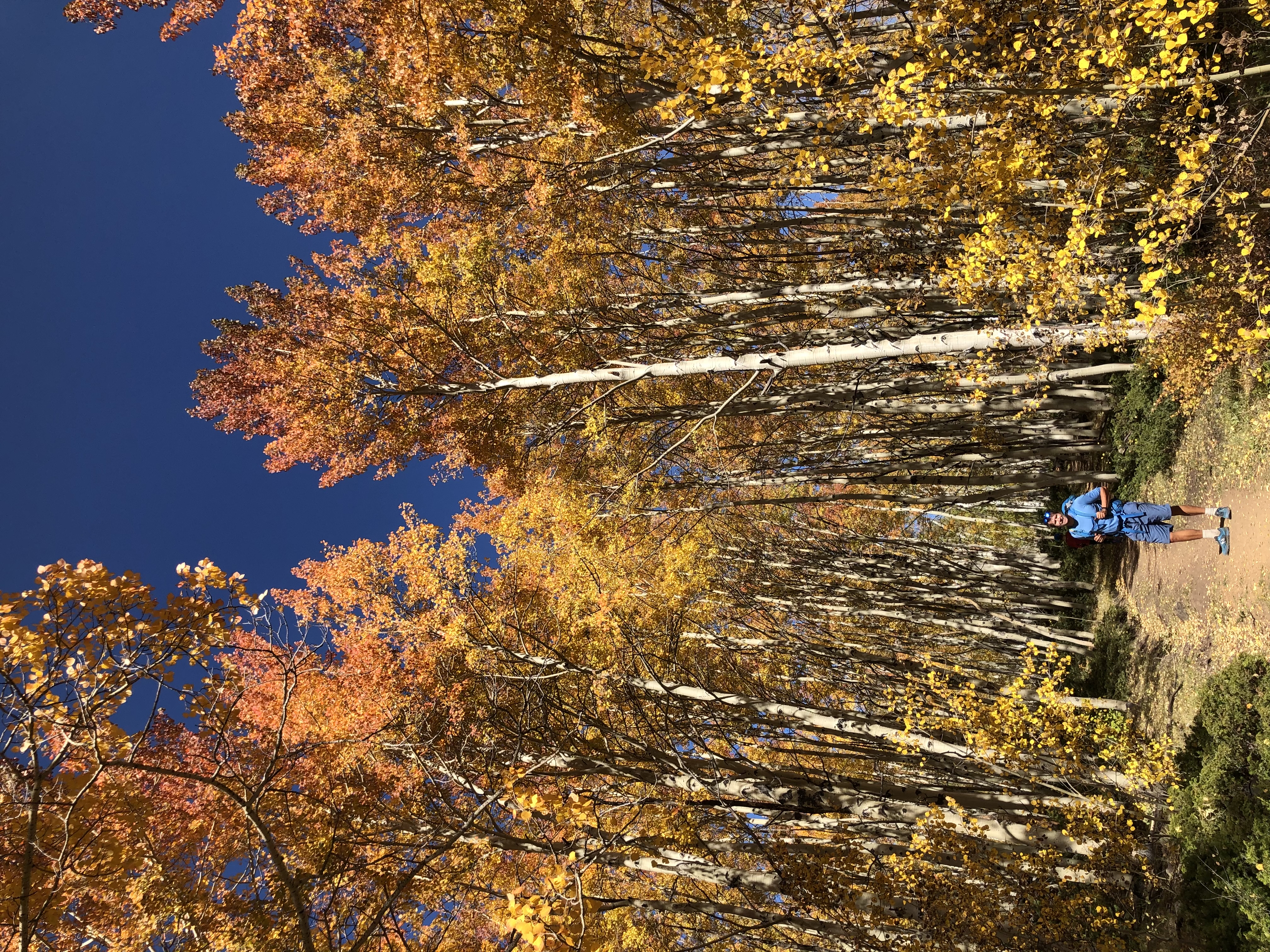 Aspen trail in autumn Colorado