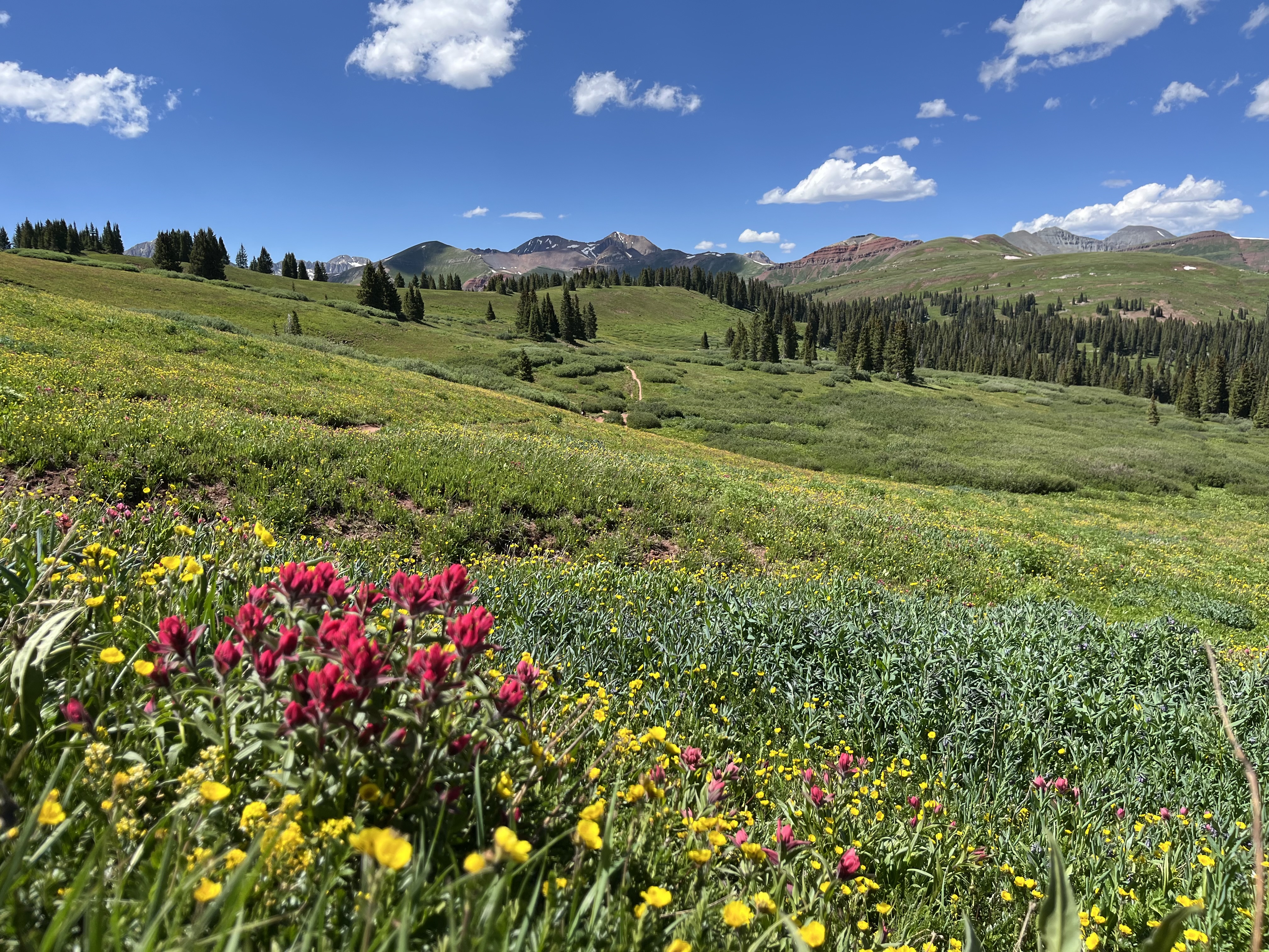 Alpine wildflower meadow in the Colorado Rockies